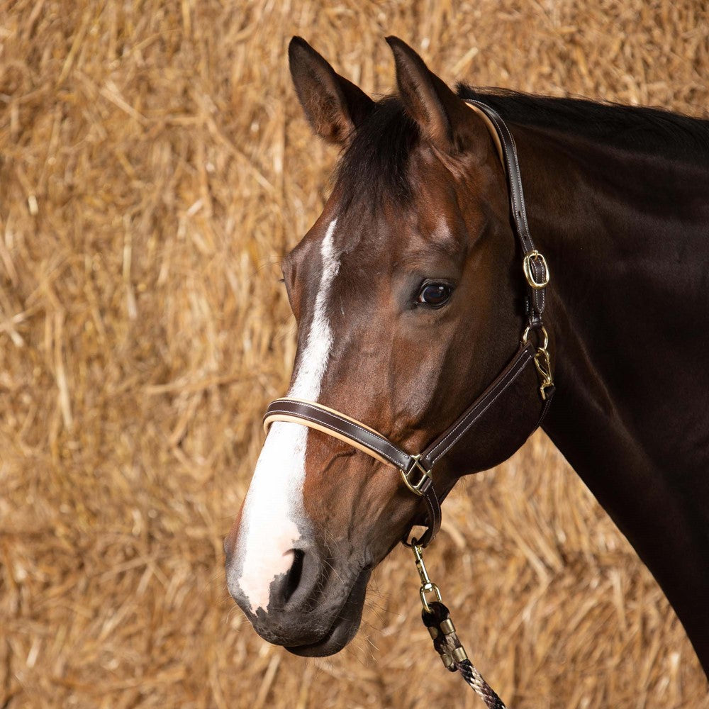 Lederhalfter Elegance - Halfter für Pony, VB, WB