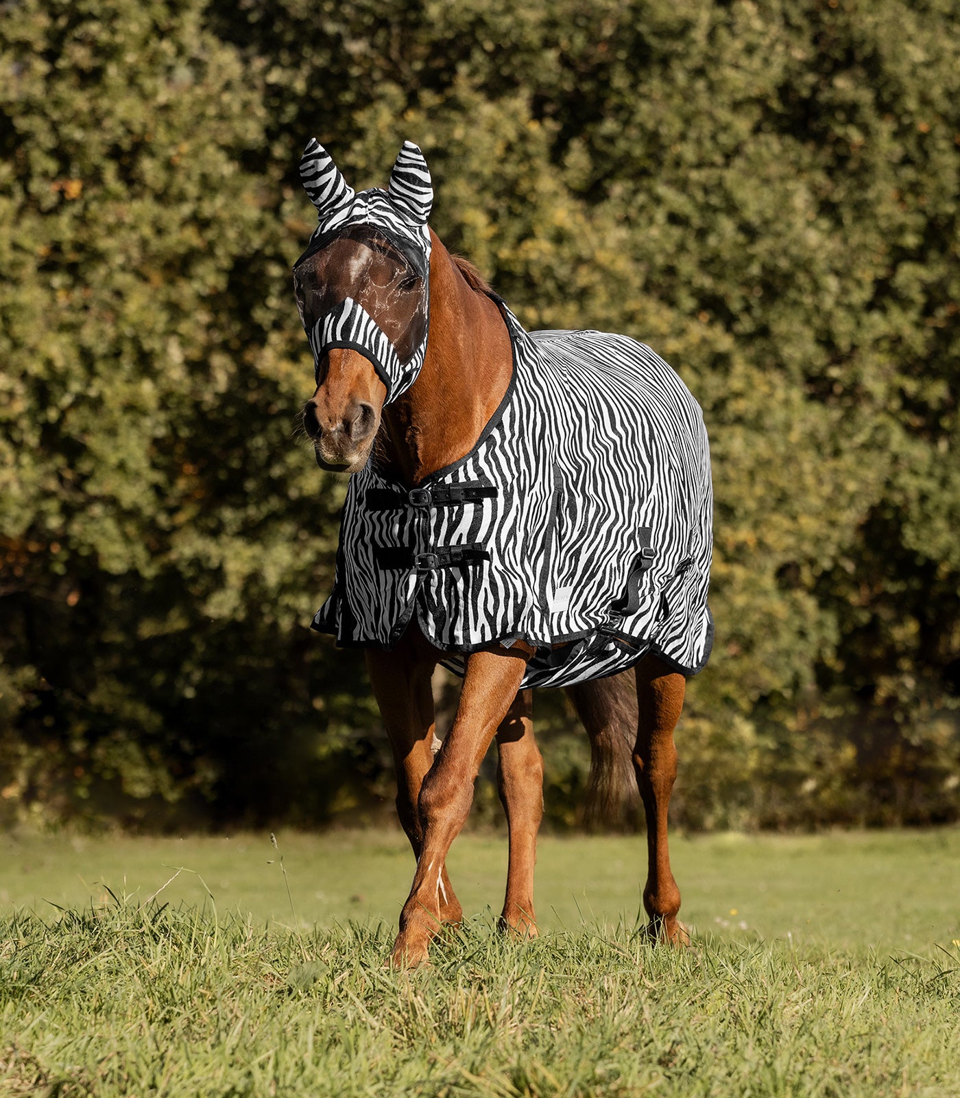 Fliegendecke Zebra von 75cm-165cm